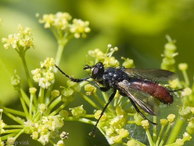 Tachinid Fly - Sluipvlieg - Cylindromyia bicolor