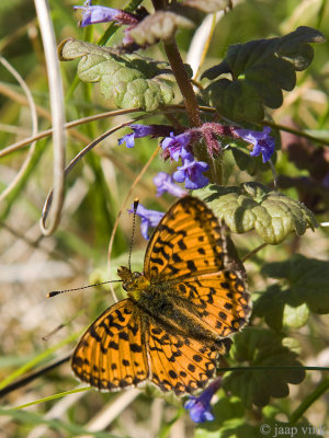 Small Pearl-bordered Fritillary - Zilveren Maan - Boloria selene