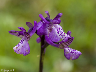 Green-winged Orchid - Harlekijn - Anacamptis morio