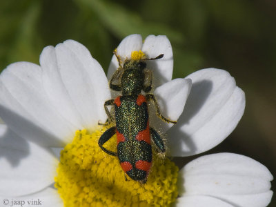 Checkered Beetle - Trichodes spec.