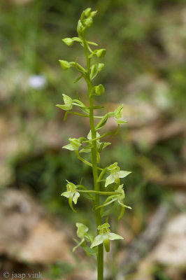 Holmboe's Butterfly Orchid - Platanthera holmboei