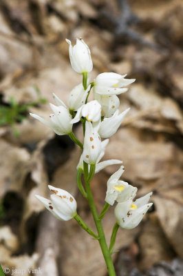 Narrow-leaved Helleborine - Wit Bosvogeltje - Cephalanthera longifolia