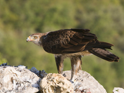 Bonellis Eagle - Havikarend - Aquila fasciata