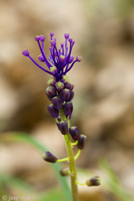 Tassel Hyacinth - Kuifhyacinth - Muscari comosum