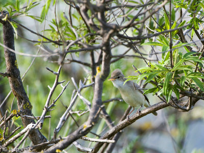 Olivaceous Warbler - Vale Spotvogel - Iduna palida