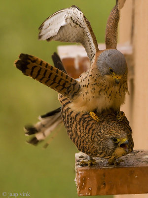 Lesser Kestrel - Kleine Torenvalk - Falco naumanni