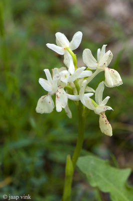 Provence Orchid - Stippelorchis - Orchis provincialis