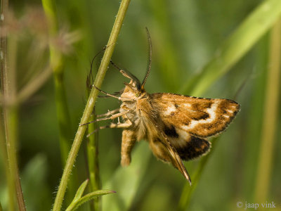 Unidentified Moth - Heterocera indet.