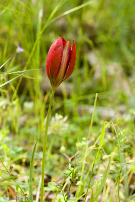 Wild Tulip - Wilde Tulp - Tulipa spec