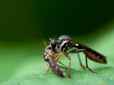 Robber Fly - Gewone Bladjager - Dioctria hyalipennis