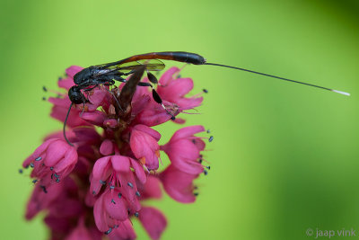 Parasitic Wasp - Hongerwesp - Gasteruption jaculator