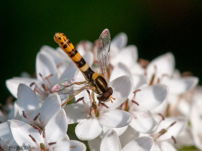 Long Hoverfly - Grote Langlijf - Sphaerophoria scripta