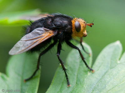 Giant Tachinid Fly - Stekelsluipvlieg - Tachina grossa
