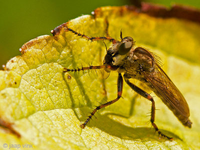 Robber Fly - Ringpootroofvlieg - Machimus cingulatus