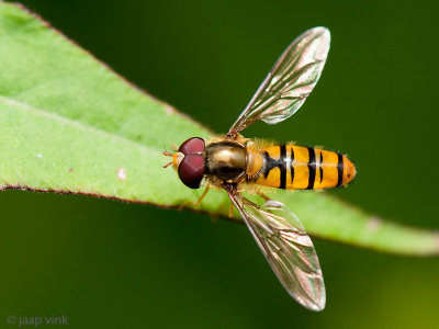 Marmalade Hoverfly - Snorzweefvlieg - Episyrphus balteatus