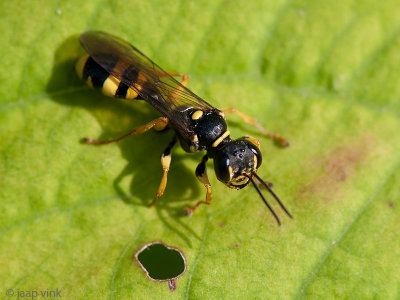 Field Digger Wasp - Gewone Vliegendoder - Mellinus arvensis