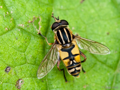 Brindled Hoverfly - Gewone Pendelvlieg - Helophilus pendulus