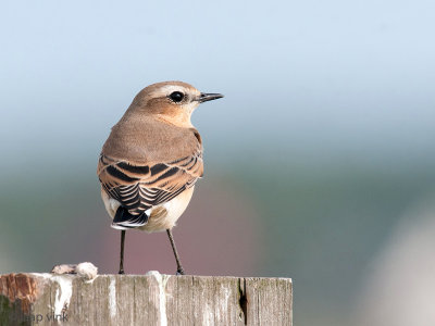 Northern Wheatear - Tapuit - Oenanthe oenanthe