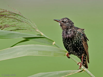 Common Starling - Spreeuw - Sturnus vulgaris