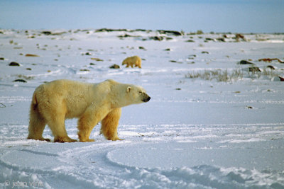 Polar Bear - IJsbeer - Ursus maritimus