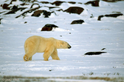 Polar Bear - IJsbeer - Ursus maritimus