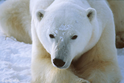 Polar Bear - IJsbeer - Ursus maritimus
