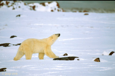 Polar Bear - IJsbeer - Ursus maritimus