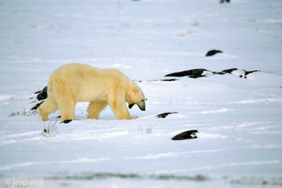 Polar Bear - IJsbeer - Ursus maritimus