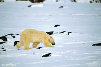 Polar Bear - IJsbeer - Ursus maritimus