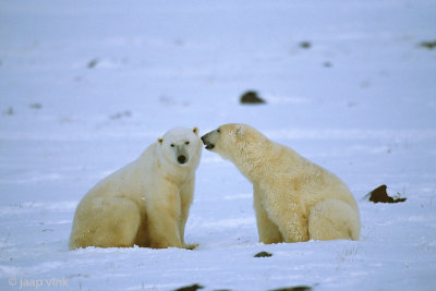 Polar Bear - IJsbeer - Ursus maritimus