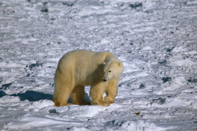 Polar Bear - IJsbeer - Ursus maritimus