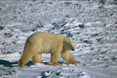 Polar Bear - IJsbeer - Ursus maritimus
