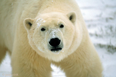 Polar Bear - IJsbeer - Ursus maritimus