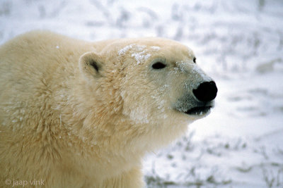 Polar Bear - IJsbeer - Ursus maritimus