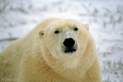 Polar Bear - IJsbeer - Ursus maritimus