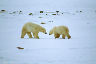 Polar Bear - IJsbeer - Ursus maritimus