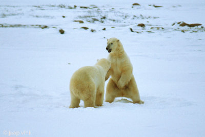 Polar Bear - IJsbeer - Ursus maritimus