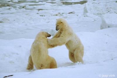 Polar Bear - IJsbeer - Ursus maritimus