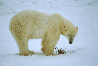 Polar Bear - IJsbeer - Ursus maritimus