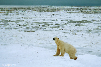 Polar Bear - IJsbeer - Ursus maritimus