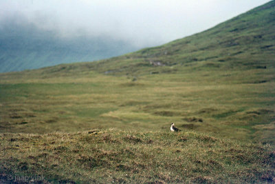 Breeding area Arctic Skua - Broedgebied Kleine Jager