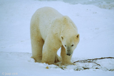 Polar Bear - IJsbeer - Ursus maritimus