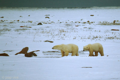 Polar Bear - IJsbeer - Ursus maritimus