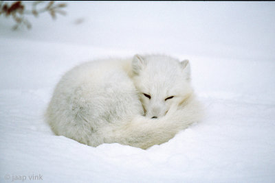 Arctic Fox - Poolvos - Alopex lagopus