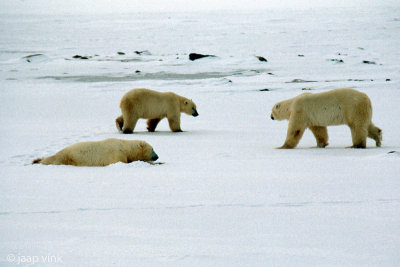 Polar Bear - IJsbeer - Ursus maritimus