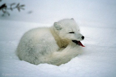 Arctic Fox - Poolvos - Alopex lagopus