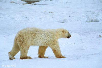 Polar Bear - IJsbeer - Ursus maritimus