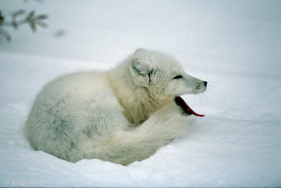 Arctic Fox - Poolvos - Alopex lagopus