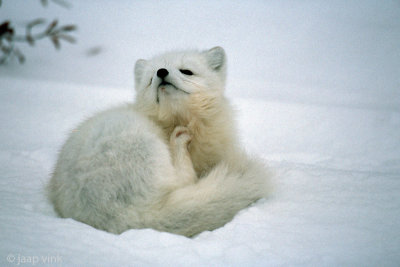 Arctic Fox - Poolvos - Alopex lagopus