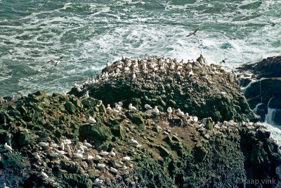 Breeding colony of Northern Gannets - Broedkolonie Jan-van-Genten